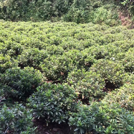 重庆市春鹃 出售高30～40高的红继木，冠60～80的春娟球