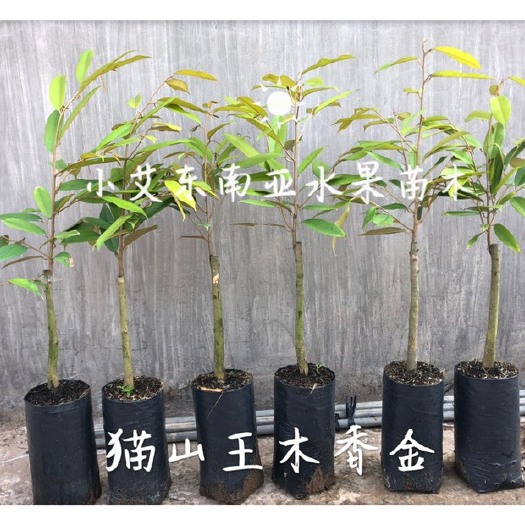 龙州县猫山王榴莲苗 马来西亚木香金大苗1.5-2.5公分