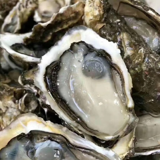 饶平县汫洲生蚝 午未蚝业