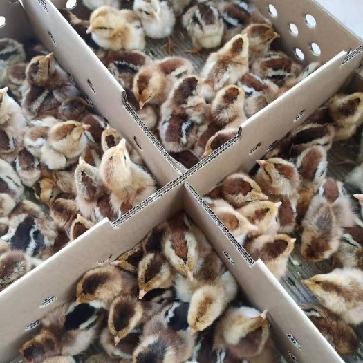 灵山县清远2号麻鸡苗 公