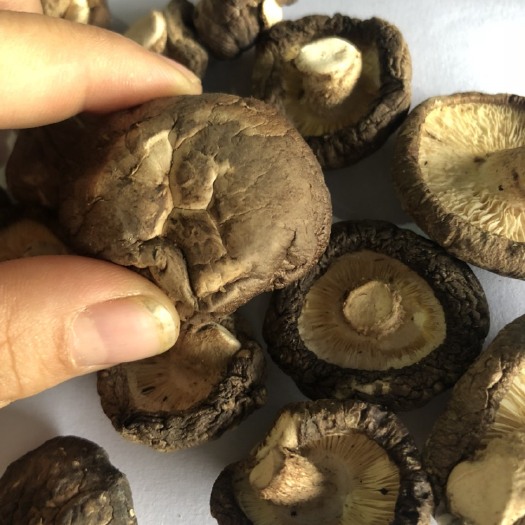 广州 香菇 菇