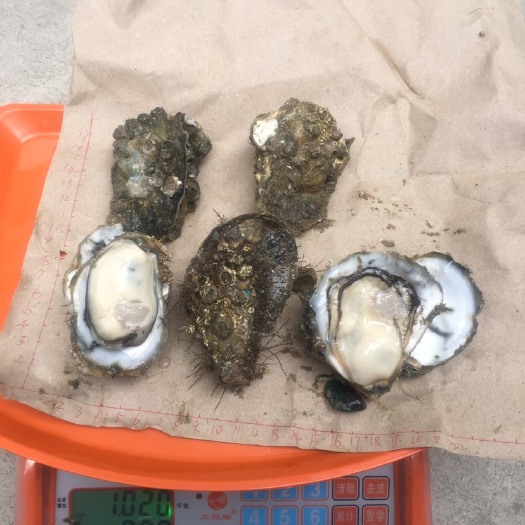 饶平县南澳生蚝 大白蚝