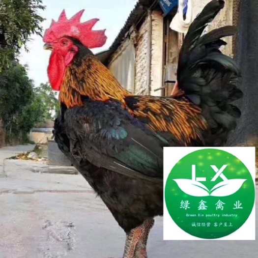 广州黑鸡苗 黑土