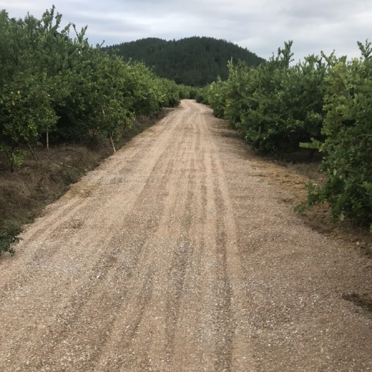 广州即食柠檬片 广州志柠农业自产自销的柠檬深加工产品！柠檬即食片，柠檬膏.等