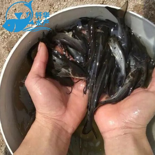 台山市斑点叉尾鮰苗 斑点叉尾