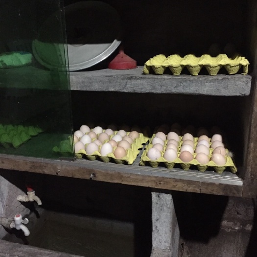 重庆市 自己家的土鸡蛋