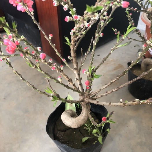 平邑县寿星桃苗 重瓣桃梅苗桃花盆景桃花苗绿植庭院庭院阳台 当年开花盆栽