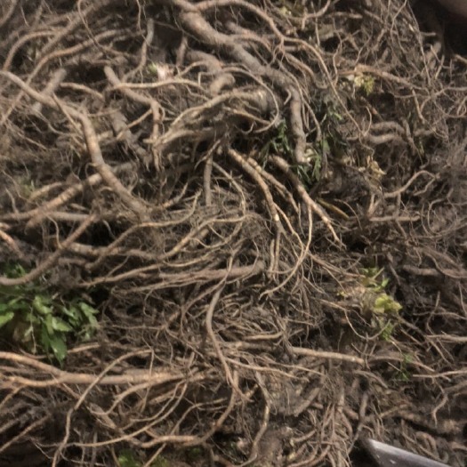 绵阳 四川绵阳，合作社专业种植当归