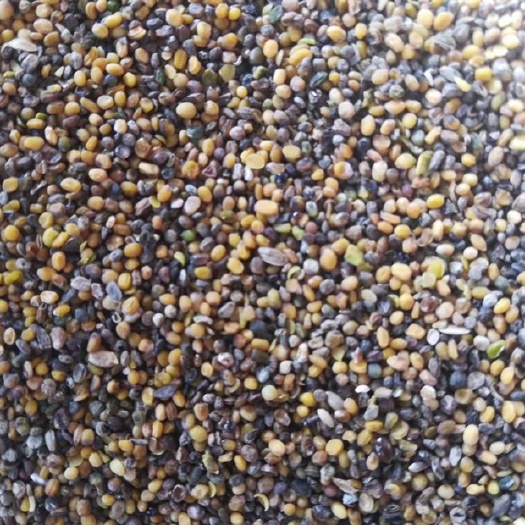 四子王旗油菜籽