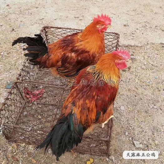 广州麻鸡苗 新麻6公苗