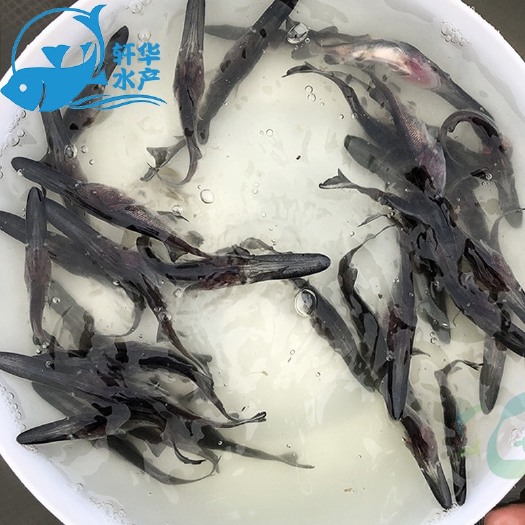 台山市鸭嘴鱼苗 鸭嘴鲟鱼苗 鸭嘴鱼