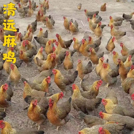 广州 清远麻鸡苗  广州大型孵化基地 直供批发