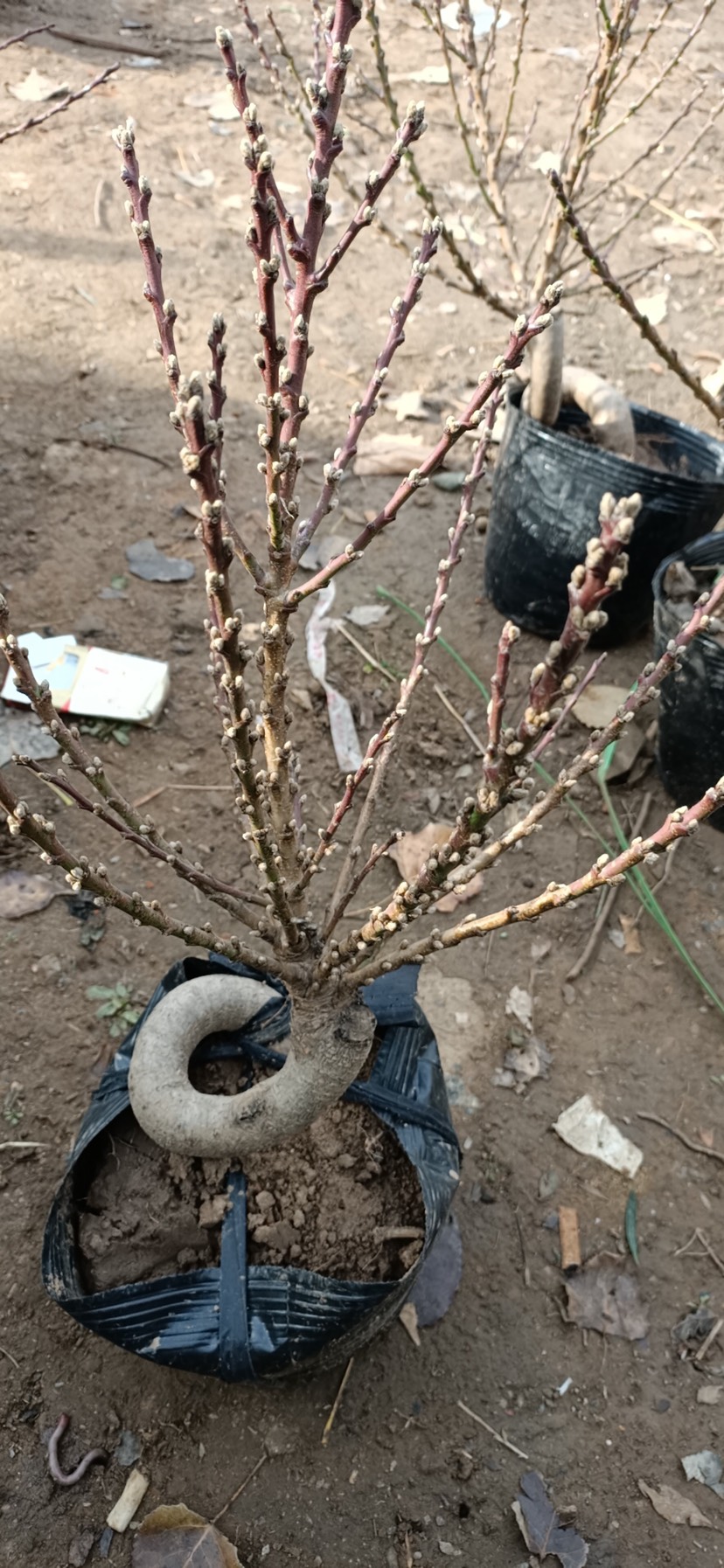 壽星桃苗 重瓣桃梅苗桃花盆景桃花苗綠植庭院庭院陽臺 當(dāng)年開花盆栽