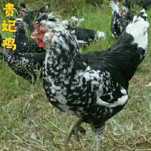 广州贵妃鸡苗 贵妃苗
