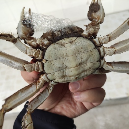 洪湖市汈叉湖大闸蟹 母蟹 2.0-2.5两