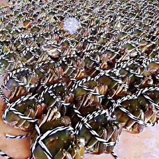 宜兴市固城湖大闸蟹 2.0-2.5两 母蟹