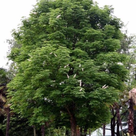 石泉县七叶树