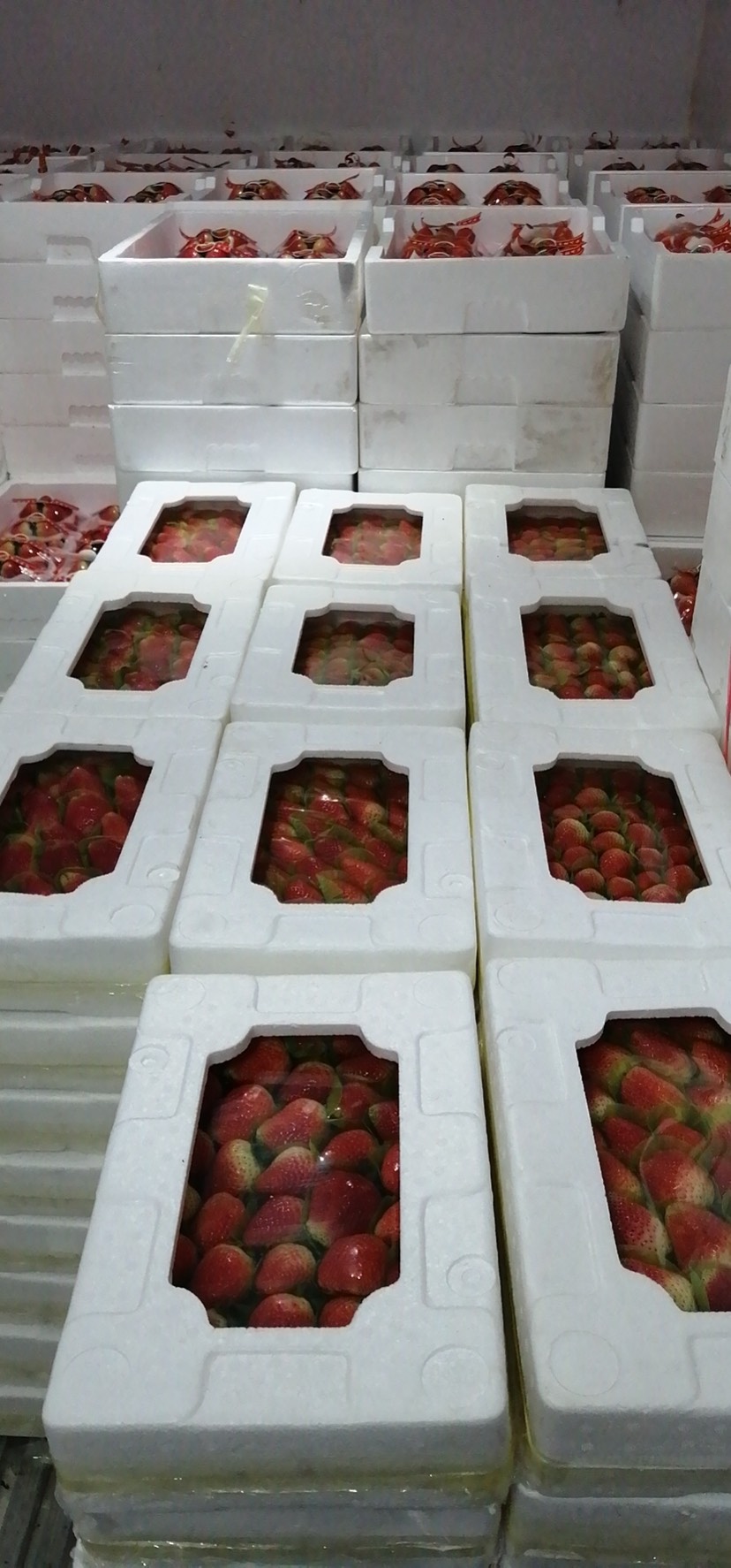 安徽牛奶草莓 现货新鲜草莓净果精品包装3.5斤 十盒一4斤