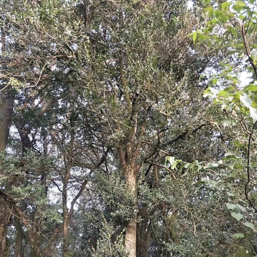 镇雄县 黄杨