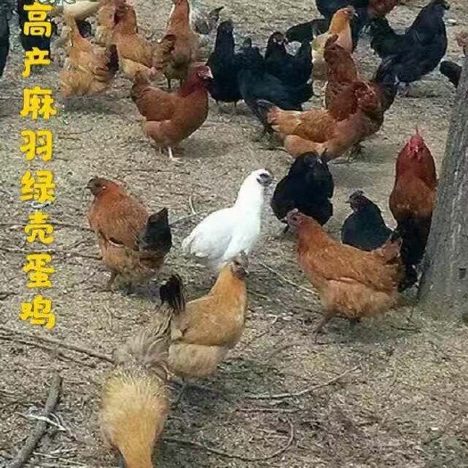 广州 高产麻羽绿壳蛋鸡苗