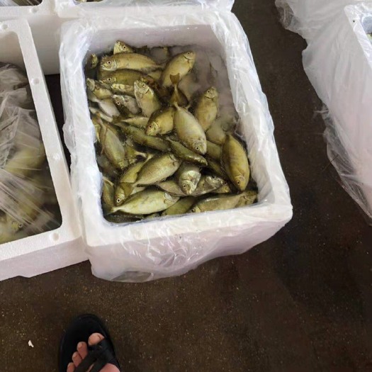 东山县泥猛鱼 人工养殖 0.5公斤以下
