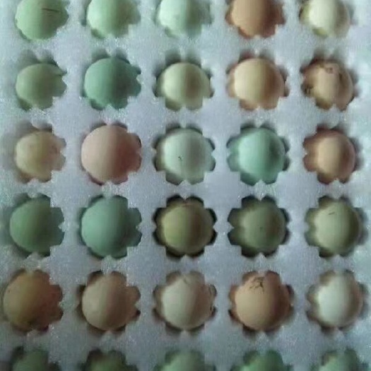 巴中土鸡种蛋 箱装 孵化