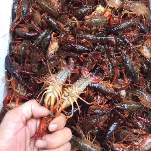 潜江市 湖北潜江小龙虾