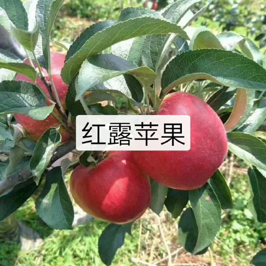 红露苹果苗，大量出售，品种保证，假一赔十，提供技术指导