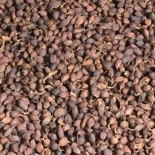 昆明草果
