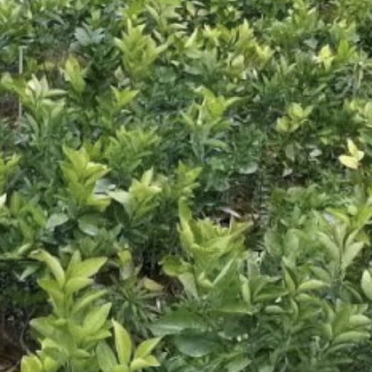 衡南县纽荷尔脐橙苗 0.5米以下 嫁接苗