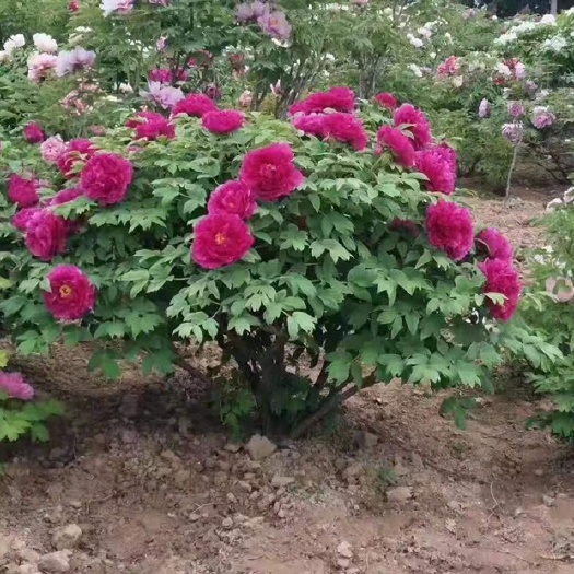 洛阳 臻品牡丹树独杆牡丹王大颗牡丹千年牡丹王大花王洛阳红大花千层树