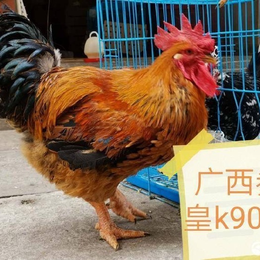 昆明黄脚麻鸡苗  黄正宗 K901