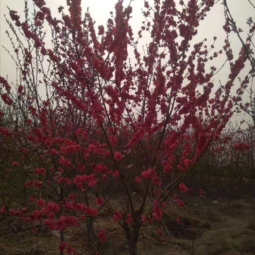 辉县市红叶碧桃