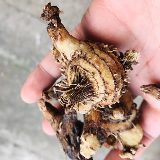 成都白及 烘干紫花三叉白芨