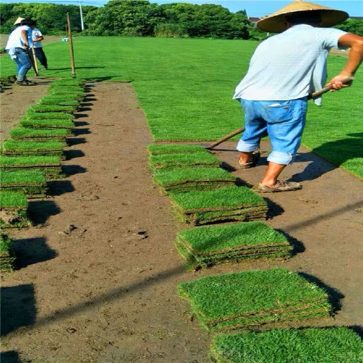 深圳马尼拉草皮 草皮草带土马尼拉四季青