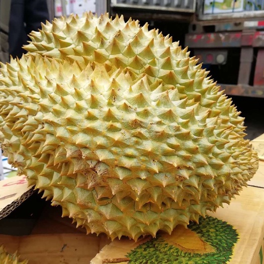 北海金枕头榴莲 金枕A果品质有保证