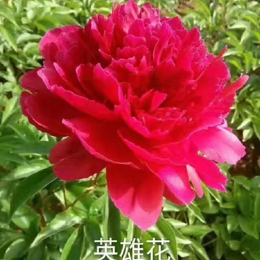 洛阳多花芍药  鲜切花芍药  洛阳观赏芍药千层重瓣大花2-3芽