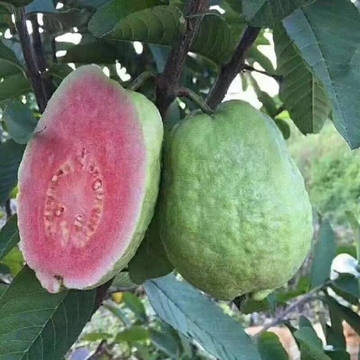 平南县 红心芭乐