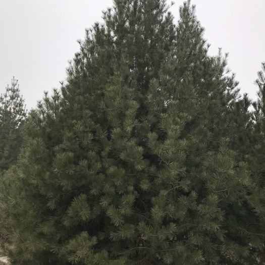 蓝田县 供应各种规格的白皮松、3一5米的华山松、雪松、低分枝五角枫