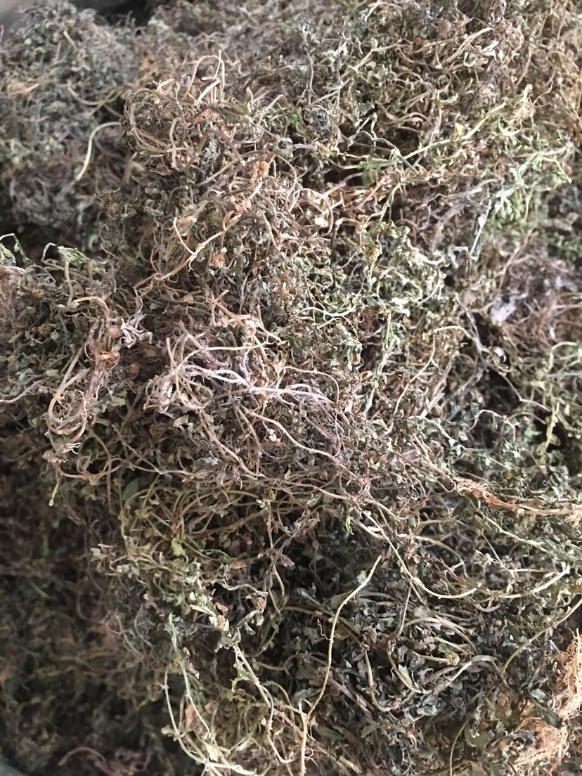 玉林长期供应｛鹅不食草｝可批量可零售量大从优【包邮】