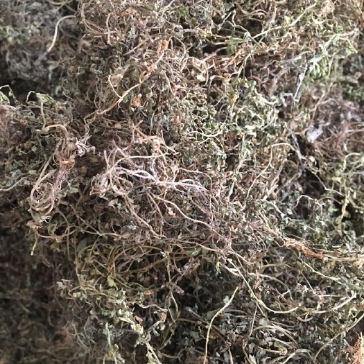 长期供应｛鹅不食草｝可批量可零售量大从优【包邮】