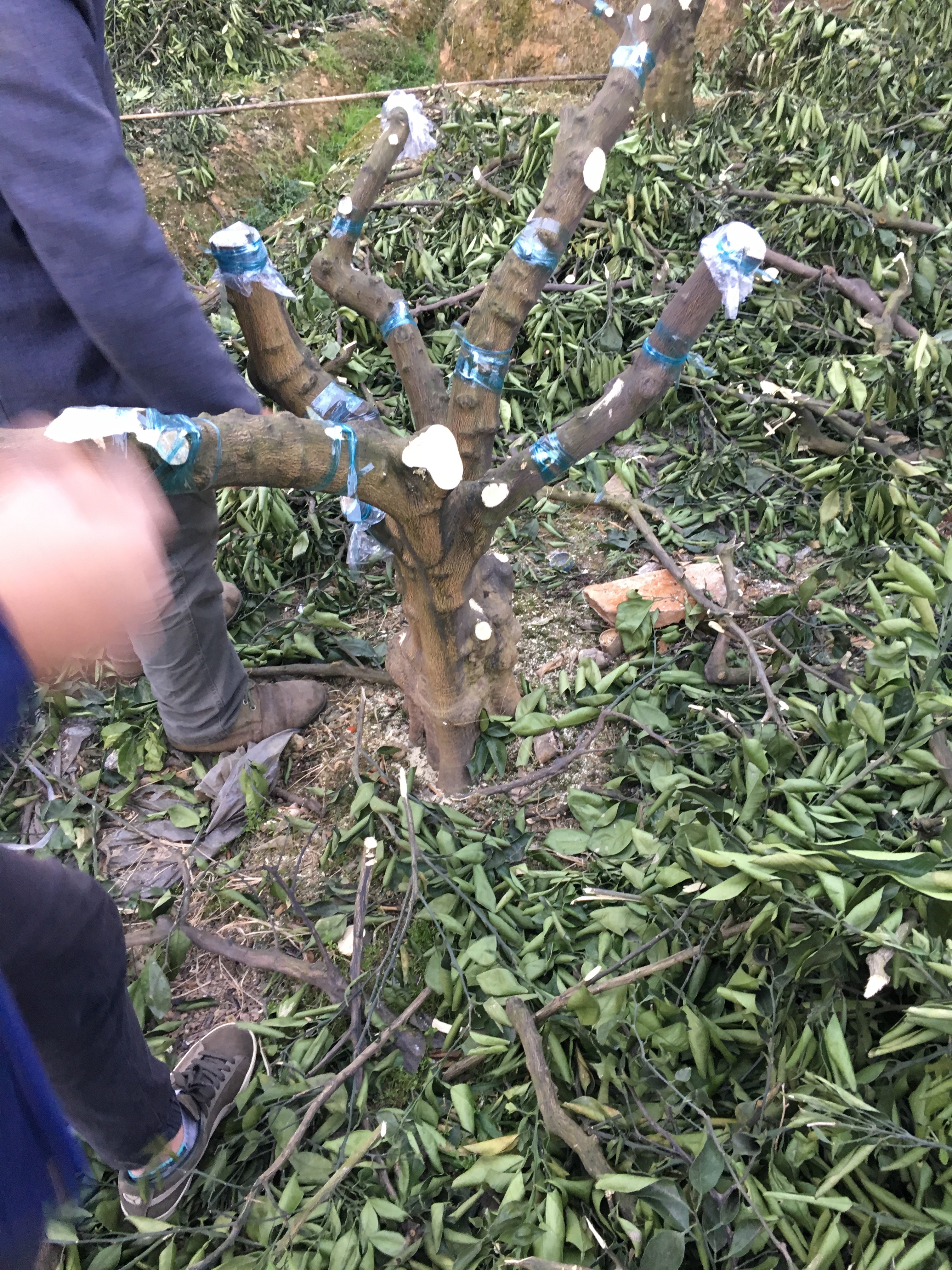 走上致富的道路(走上致富路打一数学词语)