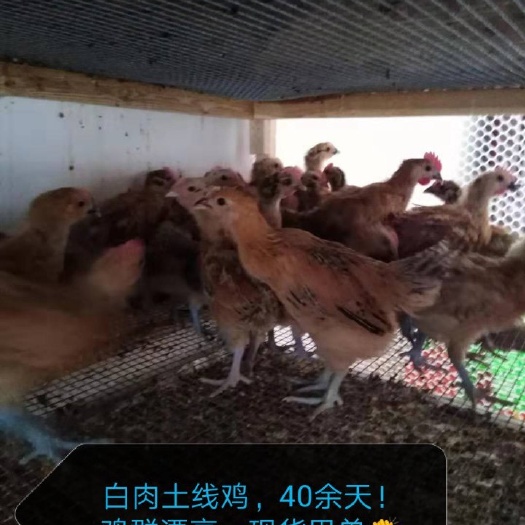 成都阉鸡苗 白肉土线鸡，40.多天，鸡群漂亮，疫苗齐全！现货甩单