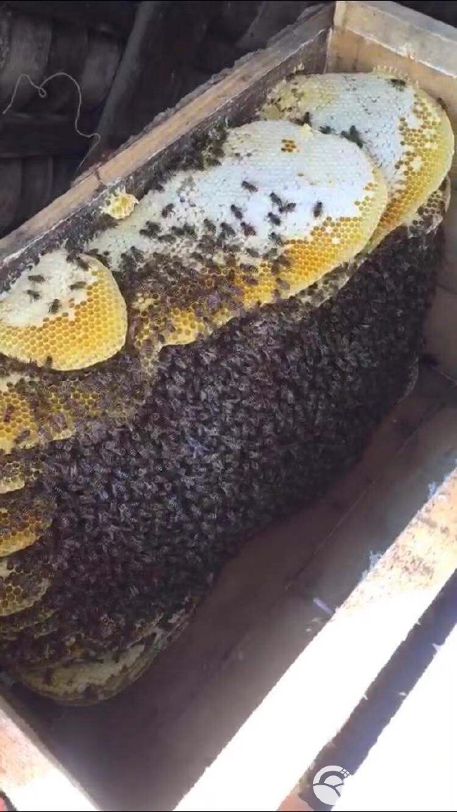 土蜂蜜、蜂蜜、野蜂蜜
