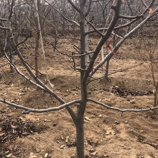 荥阳市红富士苹果苗 苹果树 梨树 桃树等