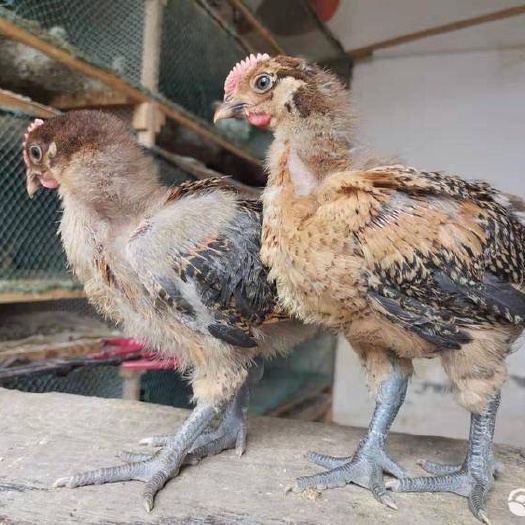 成都 麻鸡苗 广西参黄快羽脱温麻鸡母苗，疫苗程序齐全