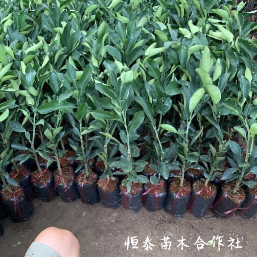 龙州县泰国红宝石柚苗 泰国红宝石青柚苗，叶茂根壮，产地直发，想拿苗的咨询我。