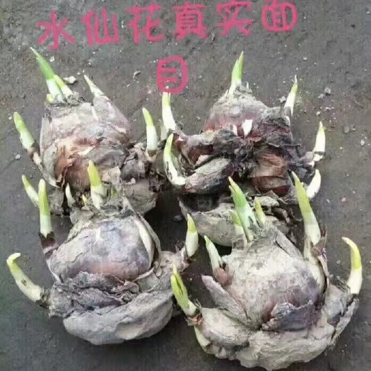喇叭水仙