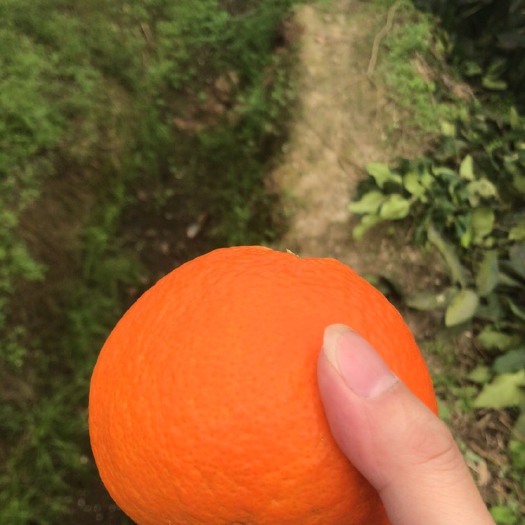 蒲江县 四川蒲江大量耙耙柑，爱媛。品质优良，找代卖，非诚勿扰。