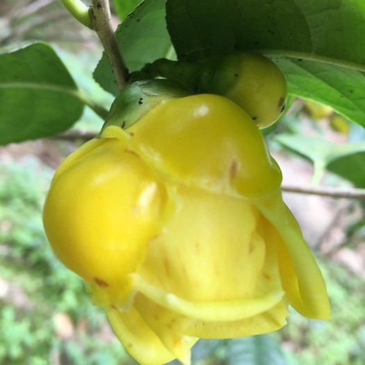 防城港金花茶苗 金花茶种子苗